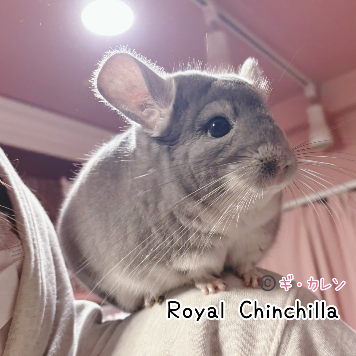 Royal Chinchilla（ロイヤルチンチラ） (@ChinchillaRoyal) / Posts / X
