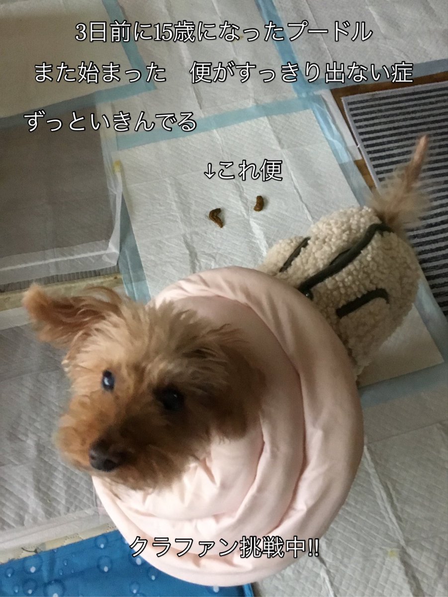 k3shory's tweet photo. 老犬さん　あるある
1日中　中腰で　💩をいきんでる
とにかく過ぎるのを見守る。
高齢ペットの見守りアプリ開発中
クラファン挑戦中　プロフィールから🔗タッチ
#老犬 #老猫 #健康管理アプリ #クラウドファンディングCAMPFIRE #秘密結社老犬倶楽部 https://t.co/uwjnYRGmSh