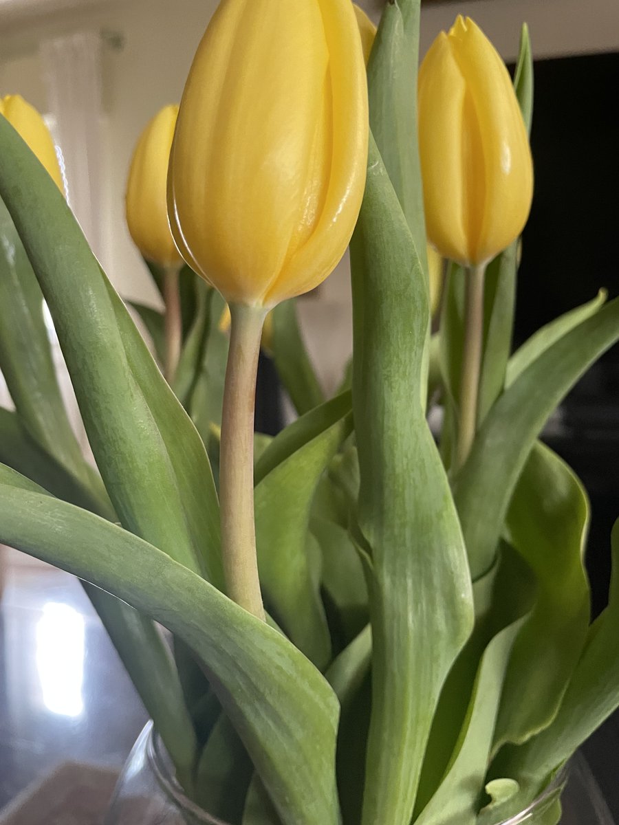 Eccoli!!!i miei preferiti 🌷
