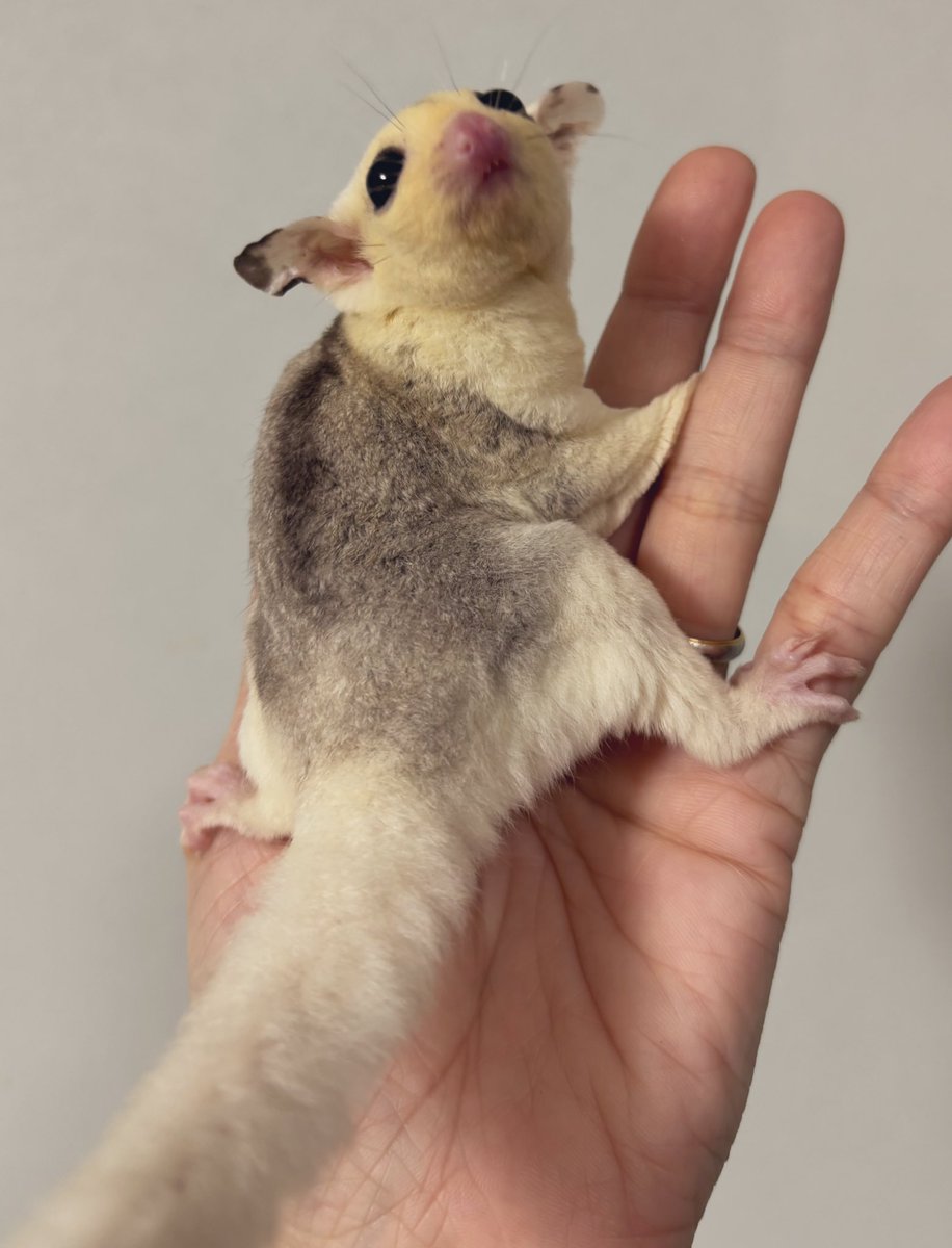 アニマルハウスももれっぷ tweet media