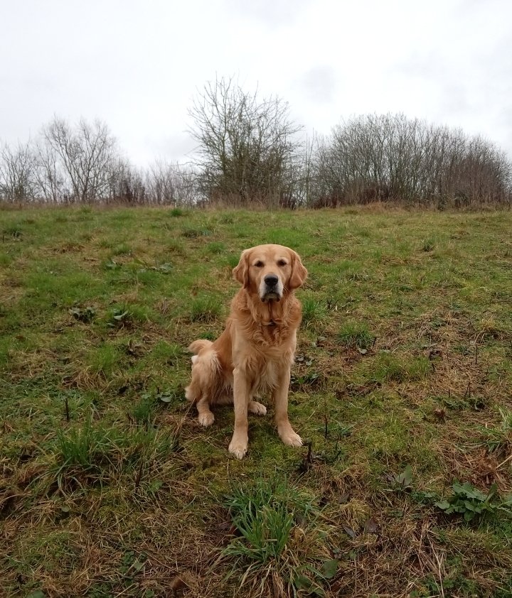 #goldenretriever 🦮 #lovehim 🌎