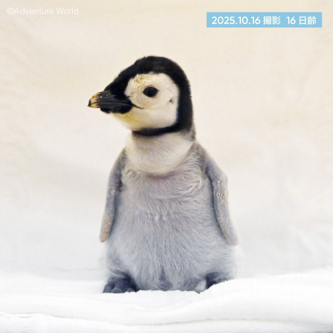 で、翼帯の番号が44番(よよちゃん)になるのか(*´艸`) 乞うご期待(*´艸`)