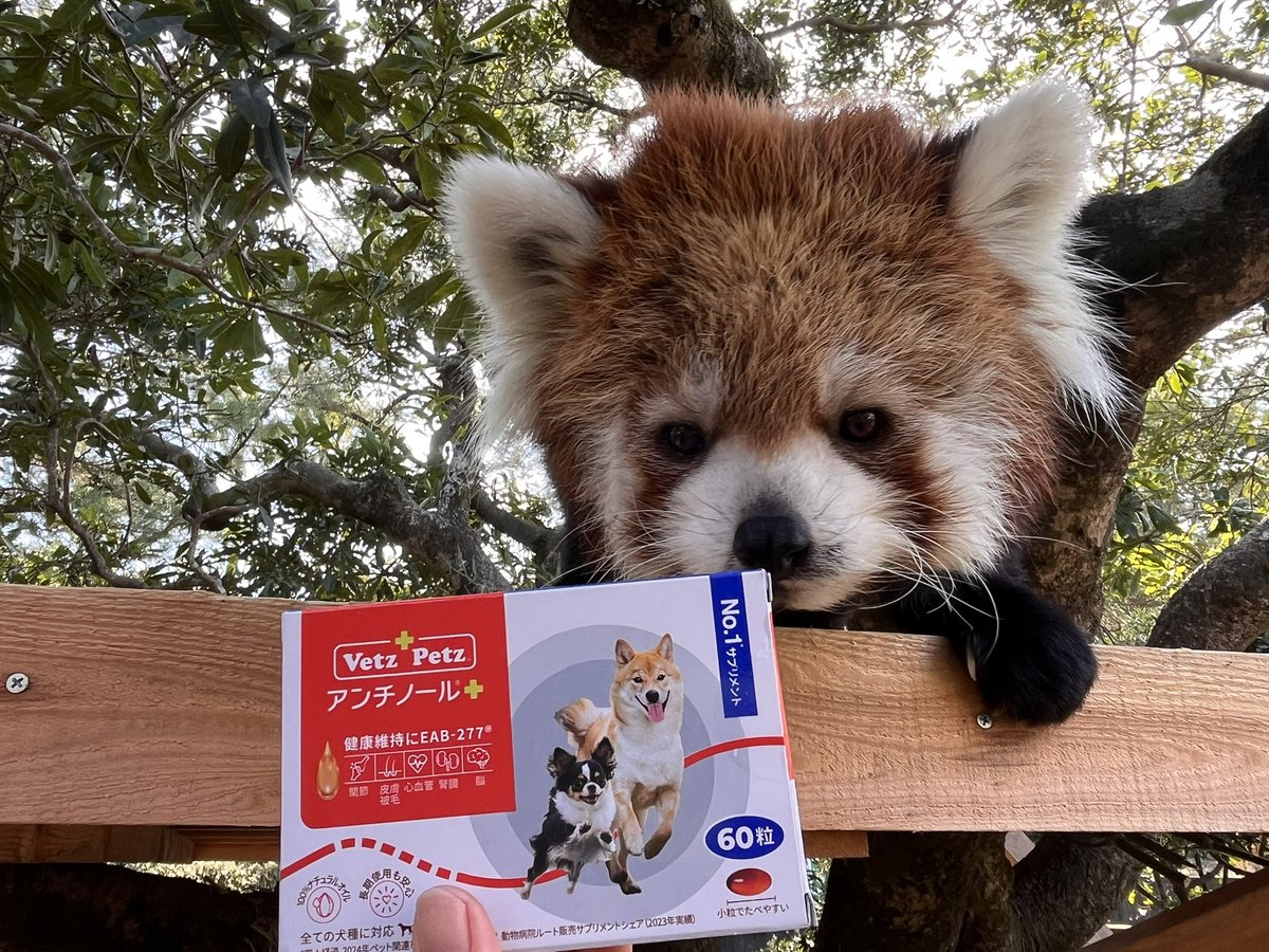 #Amazonほしいものリスト より、動物用サプリメントをいただきました！
いつもご支援ありがとうございます✨

#宮崎市フェニックス自然動物園
#寝起きのリコ
#寝癖がついてます
#レッサーパンダ　#リコ