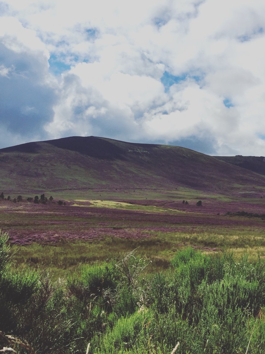 Walker's Shortbread tweet media