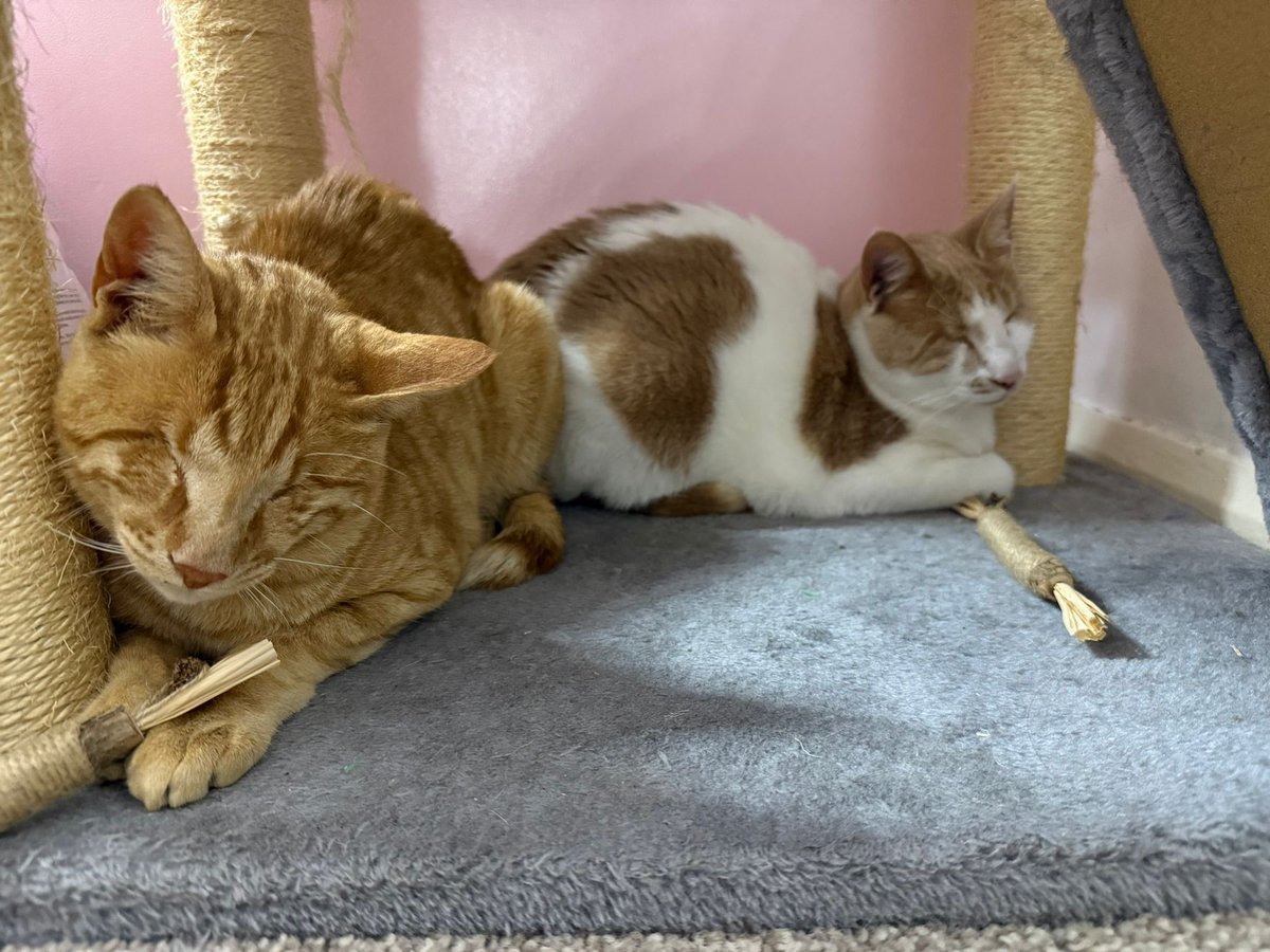 Flori's Friends Rescue tweet media