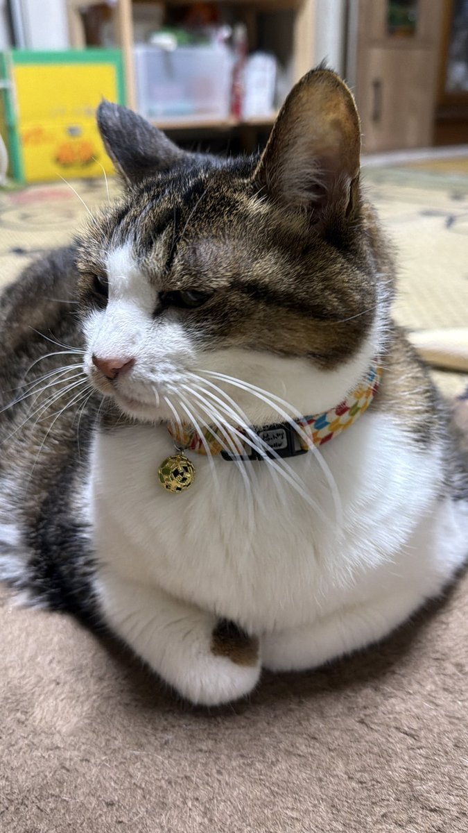 たけし先生(シニア猫チビチビの飼い主) tweet media