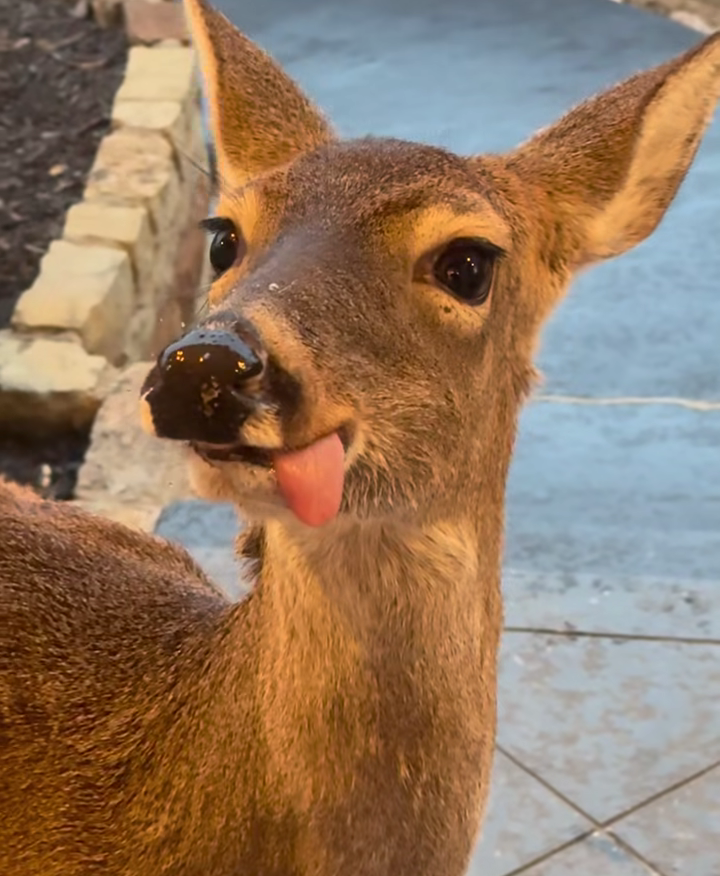 deer encounters 🦌 tweet media