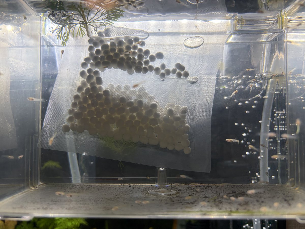 ARK_ASA_ONEeTAN tweet media