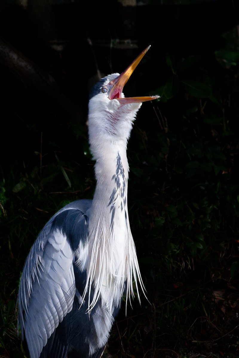 むぎさま (@mugichaou_asobi) / Posts / X