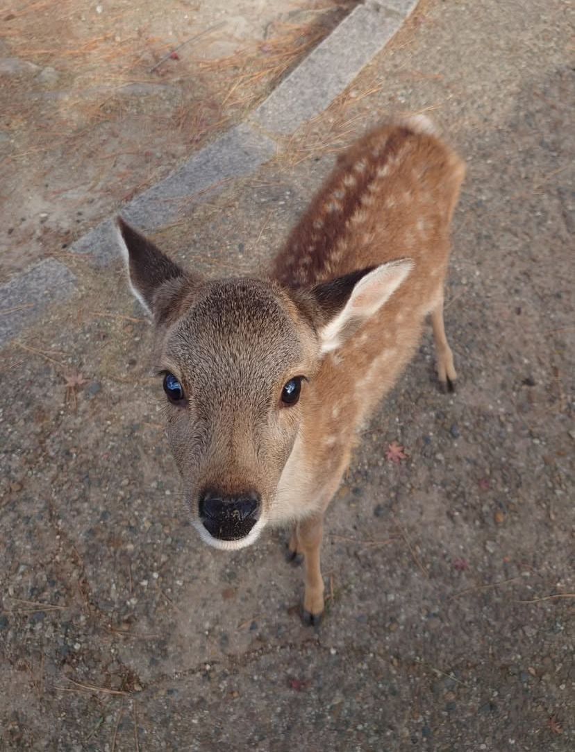 deer encounters 🦌 tweet media