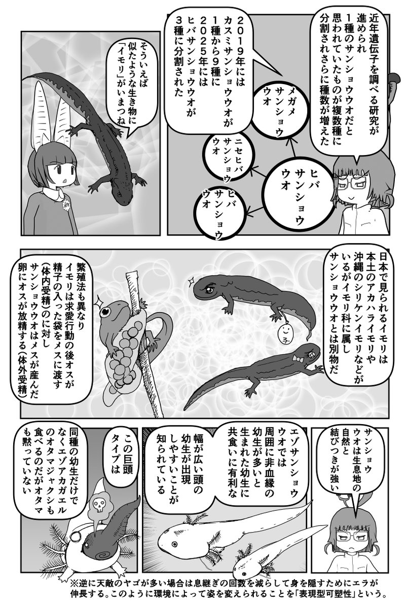 色々と誤解されてそうな動物を漫画で解説していくぞい。  第54回「サンショウウオ」2/2 #クック先生の動物講座 #漫画が読めるハッシュタグ #マンガが読めるハッシュタグ 
