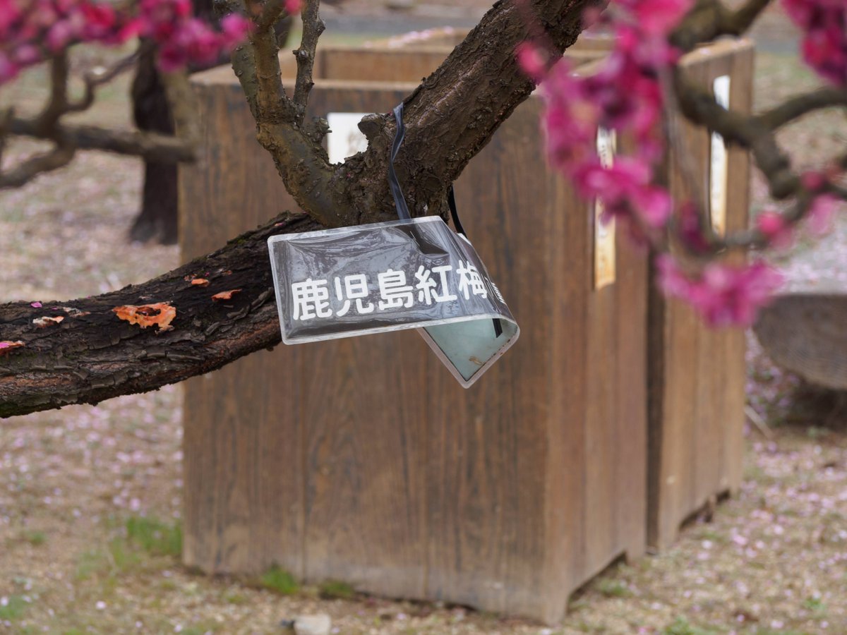 鹿児島紅梅 ピークすぎてるって感じてたのはこれ。だけど2枚目以外は