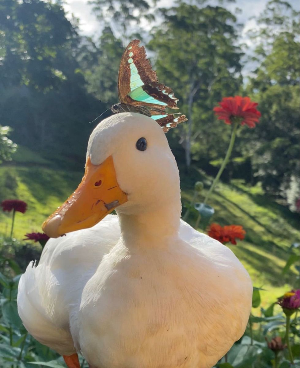 The Duck Poster tweet media