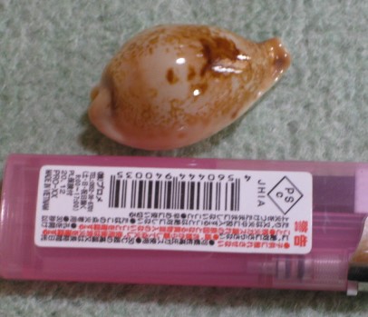 オトメダカラといいます(^o^) 【日本五名宝】の1つです #貝 #貝殻