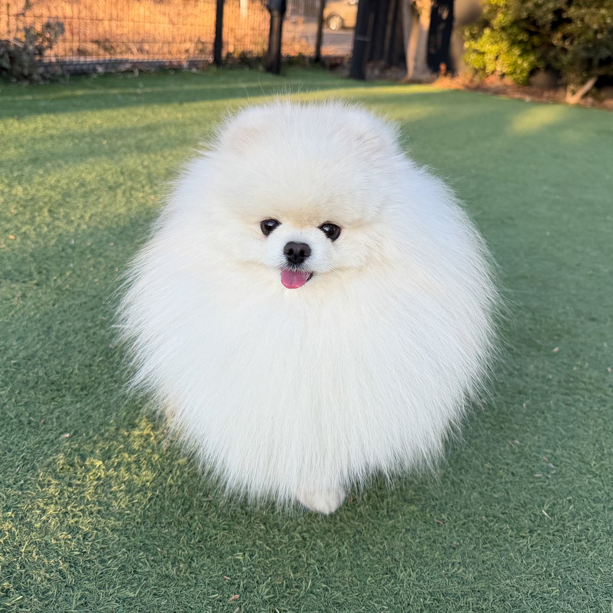 猫のレモンと犬のポテチ tweet media