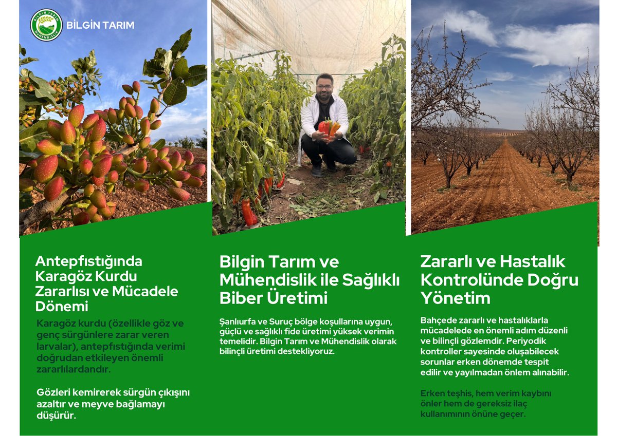 bilgin_tarim's tweet photo. 🌱 Bilgin Tarım ve Mühendislik ile Hasat Bereketli! 🌿
Sağlıklı fide, doğru bahçe bakımı ve zararlı kontrolüyle ürününüz verimli, hasadınız bol olsun! 🍅🌶️🍉💧

📌 Bilinçli tarım =Yüksek verim +Bereketli hasat 🌾💚

#BilginTarım #BereketliHasat #VerimliBahçe #SağlıklıFide #Tarım https://t.co/V7yQUdgiPr