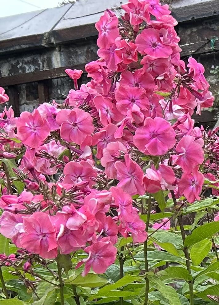 L a u r a (@jungchoi1010) on Twitter photo 