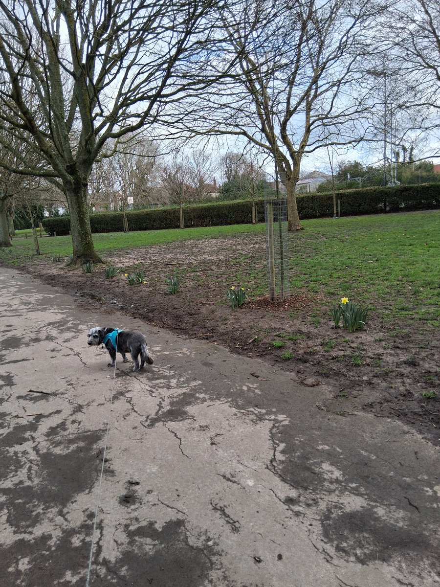 MEFoggyDog's tweet photo. Maggie's walkies weather watcher update...
'Despite the almost constant rain over recent months, I felt the urge to further water every blade of grass I saw today 🐾🤪
It was a day for a harness (humans - pac-a-mac) rather than a coat. ☁️ threatening 💧
Daffs! 🏵 #SpringComing https://t.co/Y2EFSmWpoF