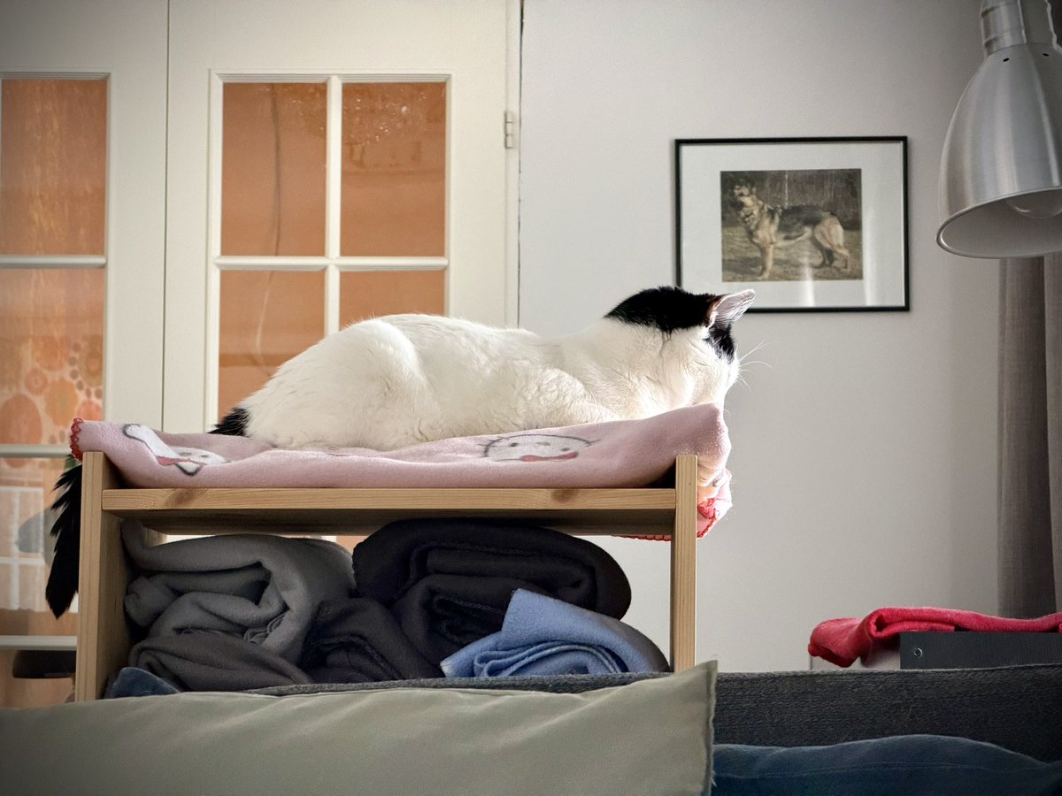 OH3UBT's tweet photo. Tyypillä alkoi silmä luppaamaan kesken lintubongauksen  😸
#Pesonen https://t.co/lfqTYFTvBN
