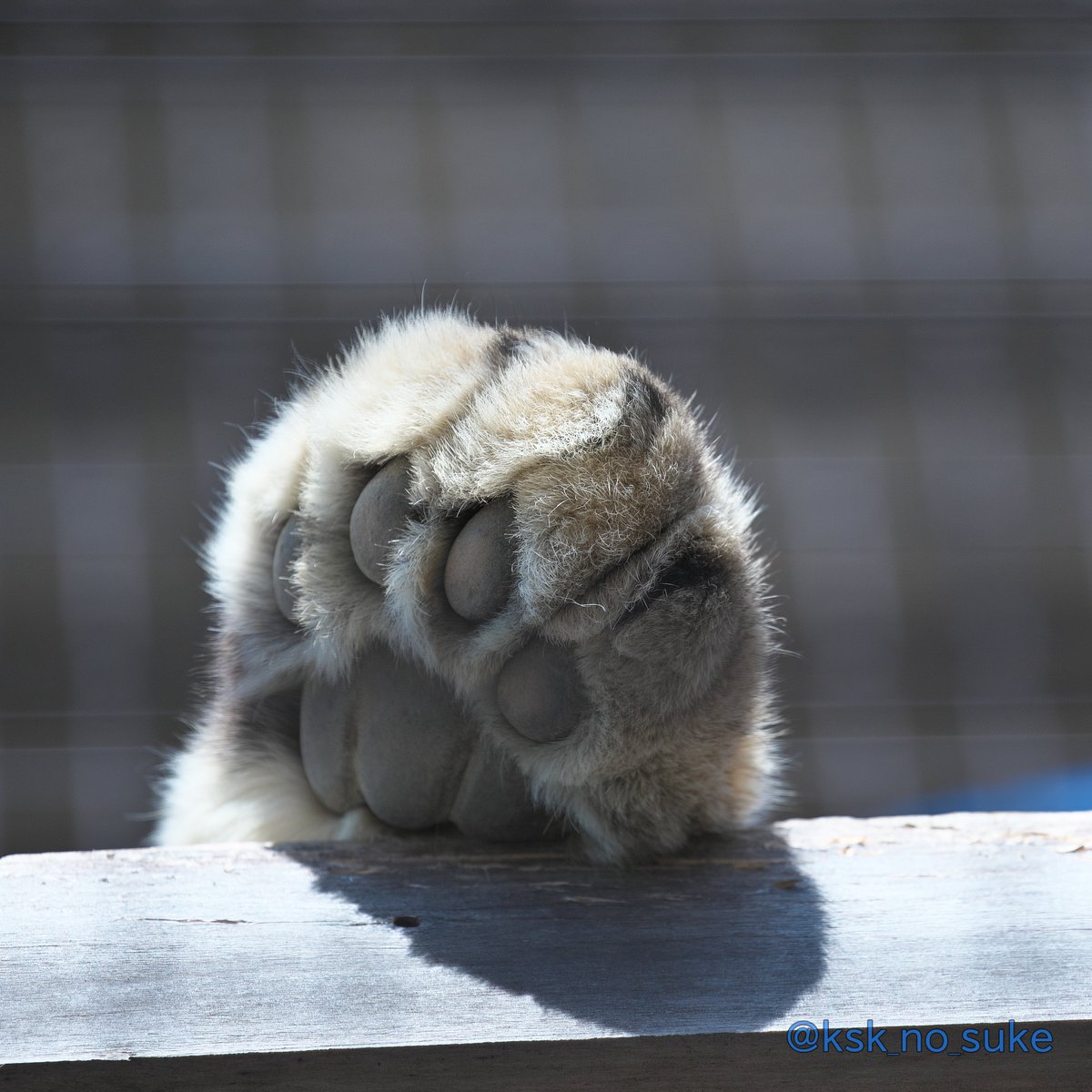 けーすけ tweet media