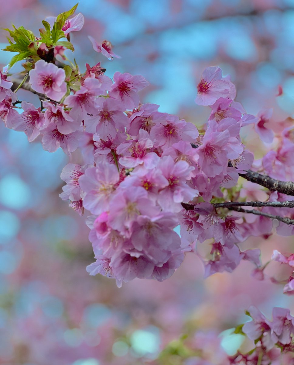 mametoneko's tweet photo. 早咲の桜を見に出かけました 

桜が咲くと春が来たなーって
感じがしますね

#桜　
#河津桜 

 https://t.co/xSiFIVELYI #Amebaブログ #アメブロ https://t.co/dDe42P2E1T