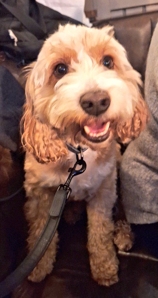 coombes_angie's tweet image. Lovely night out last night with friends &amp;amp; Dexter 🐕 to start of my unbirthday #leapyear