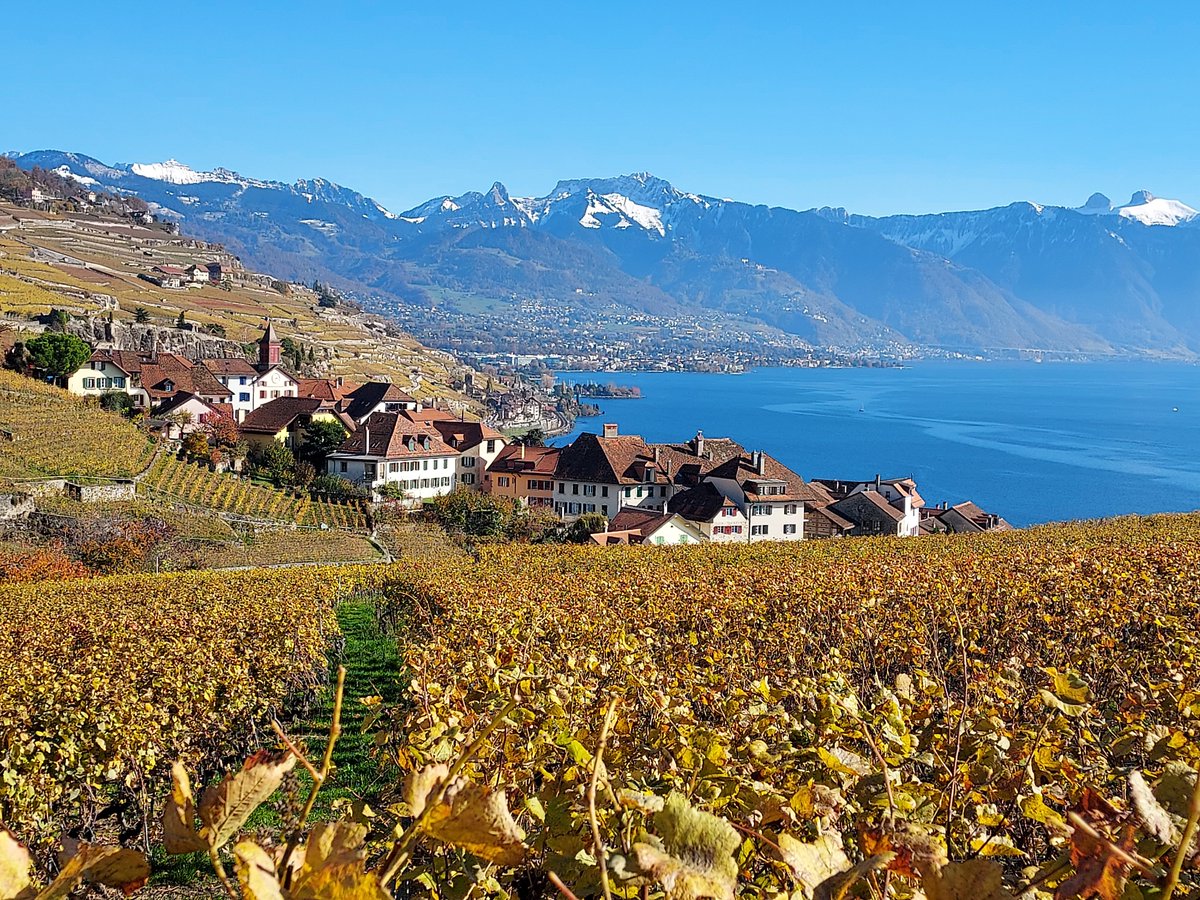 Où en sont les vins sans alcool suisses? vinum.eu/fr/news/weinwi… #vin #suisse #wein #schweiz #wine #swisswine #switzerland #vino #svizzera #winetasting #winelover #winelovers