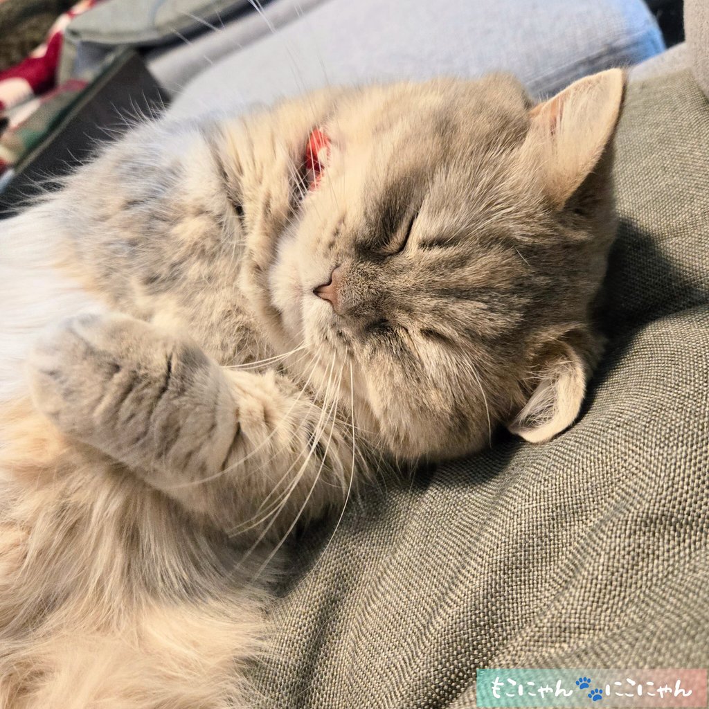 もこにゃん🐾にこにゃん (@neconyanmoco1O8) / Posts / X