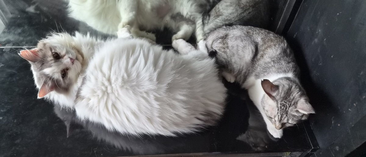 Geng Kucing Amie tweet media