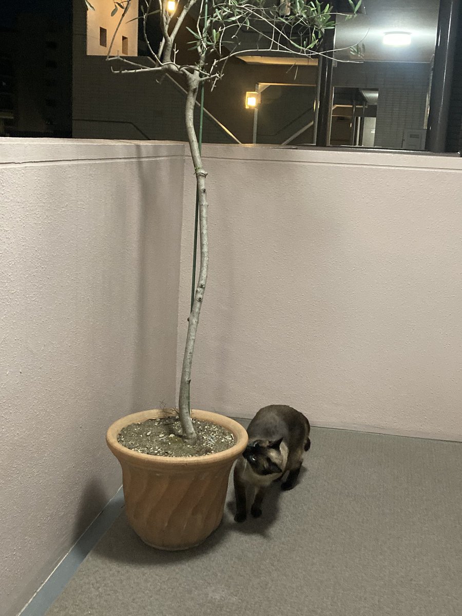 実家の引越手伝いでオリーブの木を引き取りました🫒