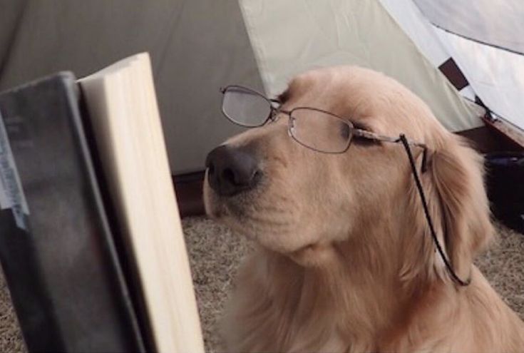 𝘉𝘢𝘯𝘦𝘵𝘵𝘦 tweet media