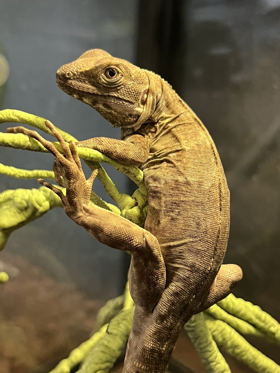 Reptiles Shop Queen tweet media