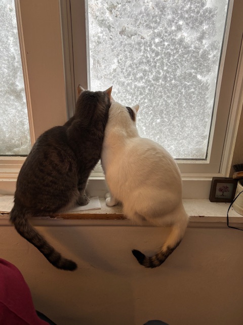 Nick A 🇨🇭🇺🇸 tweet media