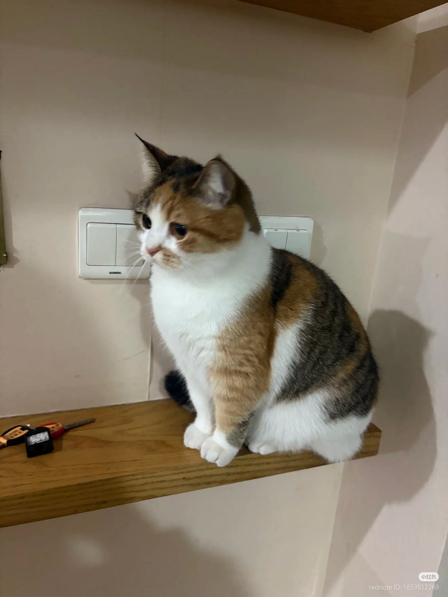 No Context Cats tweet media