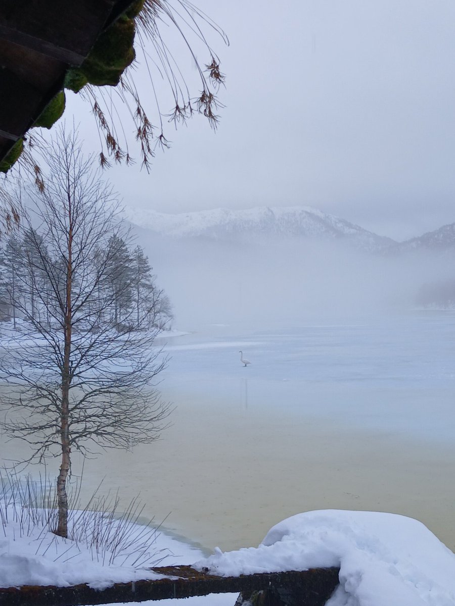 Iain Johnston tweet media