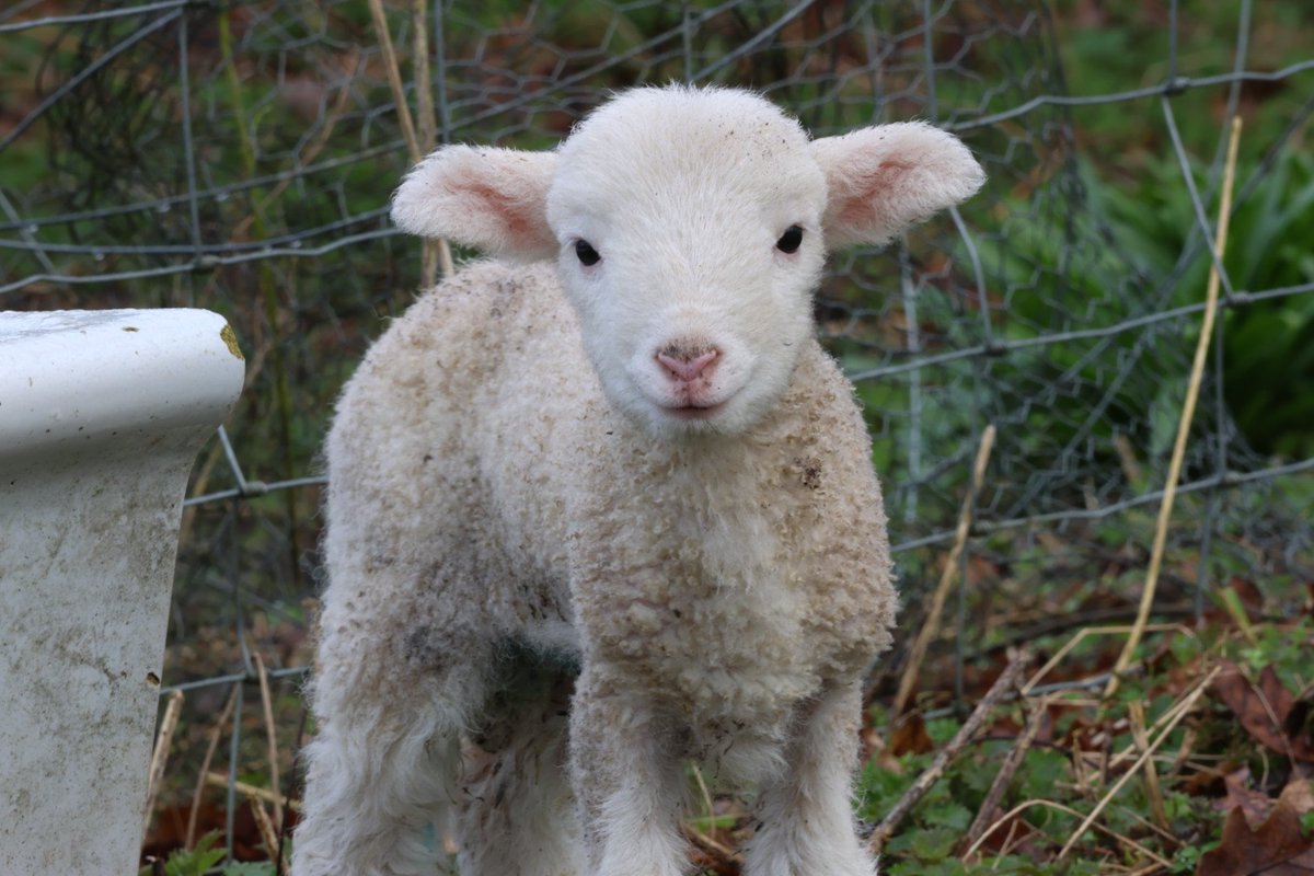 shepherdCaps's tweet photo. 5 days old #whitefacedwoodland #sheepoftheweek https://t.co/7PR617ZyCD