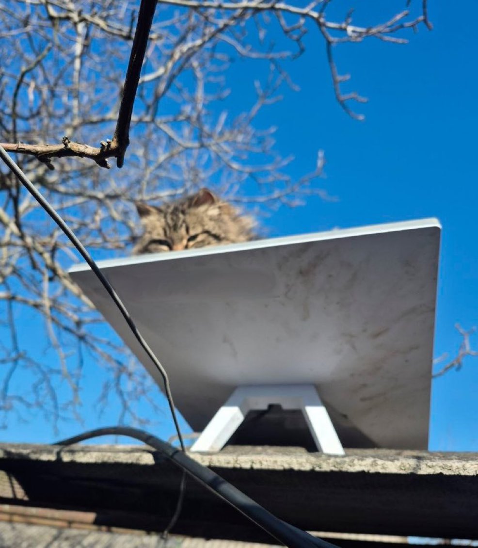 Kittens love starlink
Defenders love kittens AND Starlink 

What could be better than funding a starlink for the detests and the kitten 💙
Please boost/RT…and donate if you can 💙🫶🏽