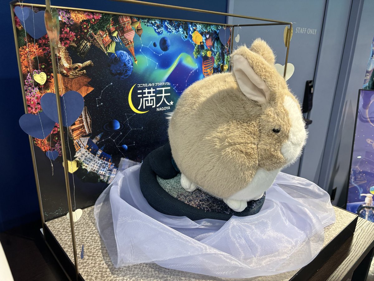 うさぎさん🐰と満天✨✨✨