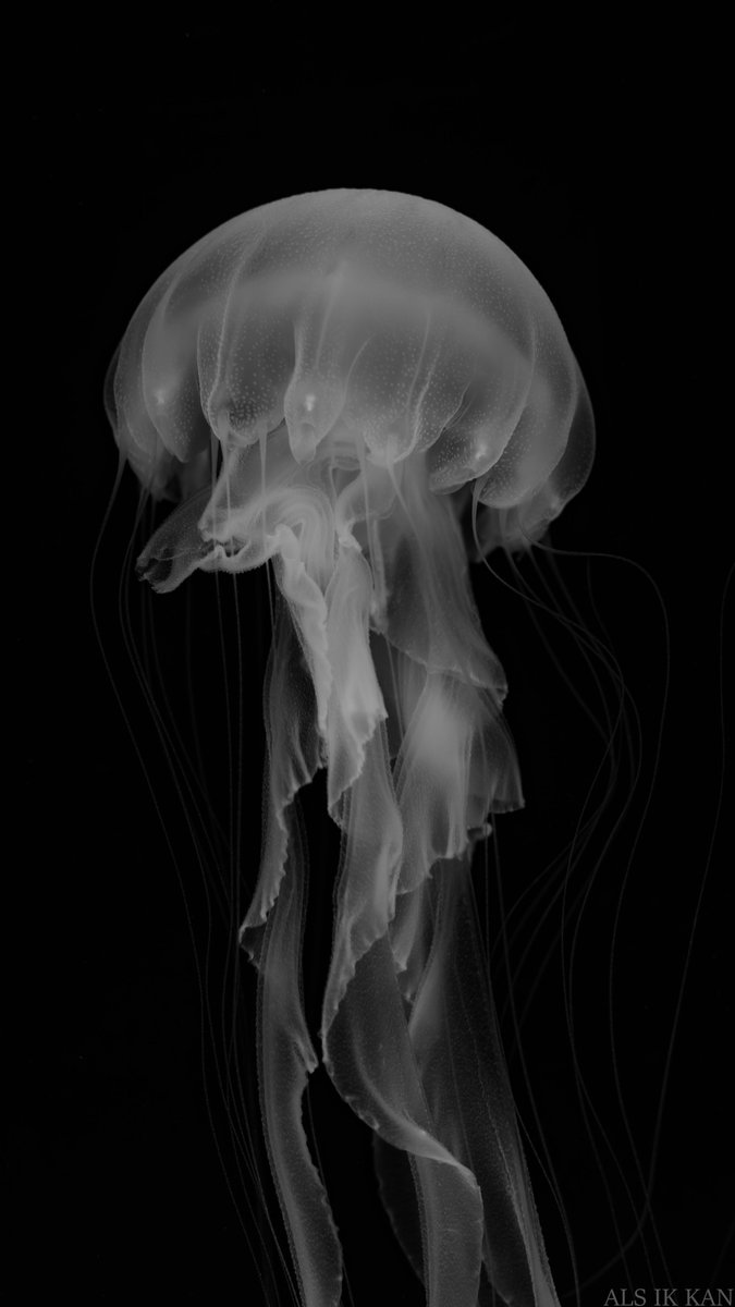 メダカちゃん tweet media