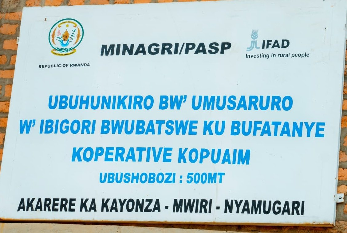 diharagirimana's tweet photo. Day Three, Strengthening Cooperatives in the Mwiri Sector
On the third day of our #KIIWP media tour, we visited KOPUAIM Cooperative in Mwiri Sector of @KayonzaDistrict, a cooperative that has steadily grown through resilience and partnership.
Founded in 2011, KOPUAIM brings together 253 members engaged in the production and sale of maize, soybeans, and beans. In the early years, they cultivated 17 hectares, but productivity remained low. Limited access to certified seeds and unstable markets made it difficult to achieve meaningful returns.
Their turning point came through the support of the Kayonza Irrigation and Integrated Watershed Management Project (#KIIWP).
The project supplied certified seeds, facilitated market linkages and negotiations, and provided hands-on training in improved husbandry and good agricultural practices. With knowledge and quality inputs in place, confidence among members began to rise.
Encouraged by these improvements, the cooperative expanded its operations by accessing an additional 17 hectares of land through government support. Today, they are not only producing maize but also multiplying sweet potato planting materials, strengthening both food production and seed systems within the area.
Yields have improved, coordination has strengthened, and market access is more structured than before. However, one key challenge remains: post-harvest handling. The cooperative is requesting improved drying infrastructure to properly manage and preserve their harvest before it reaches the market, a critical step in maintaining quality and maximizing profits.
KOPUAIM’s journey shows how strategic support in seeds, skills, and market access can transform a cooperative from struggling producers into organized agribusiness actors.
With continued investment in post-harvest infrastructure, their growth will not only sustain 253 members but also reinforce the broader agricultural transformation happening across Kayonza.
#KIIWP2_Impact