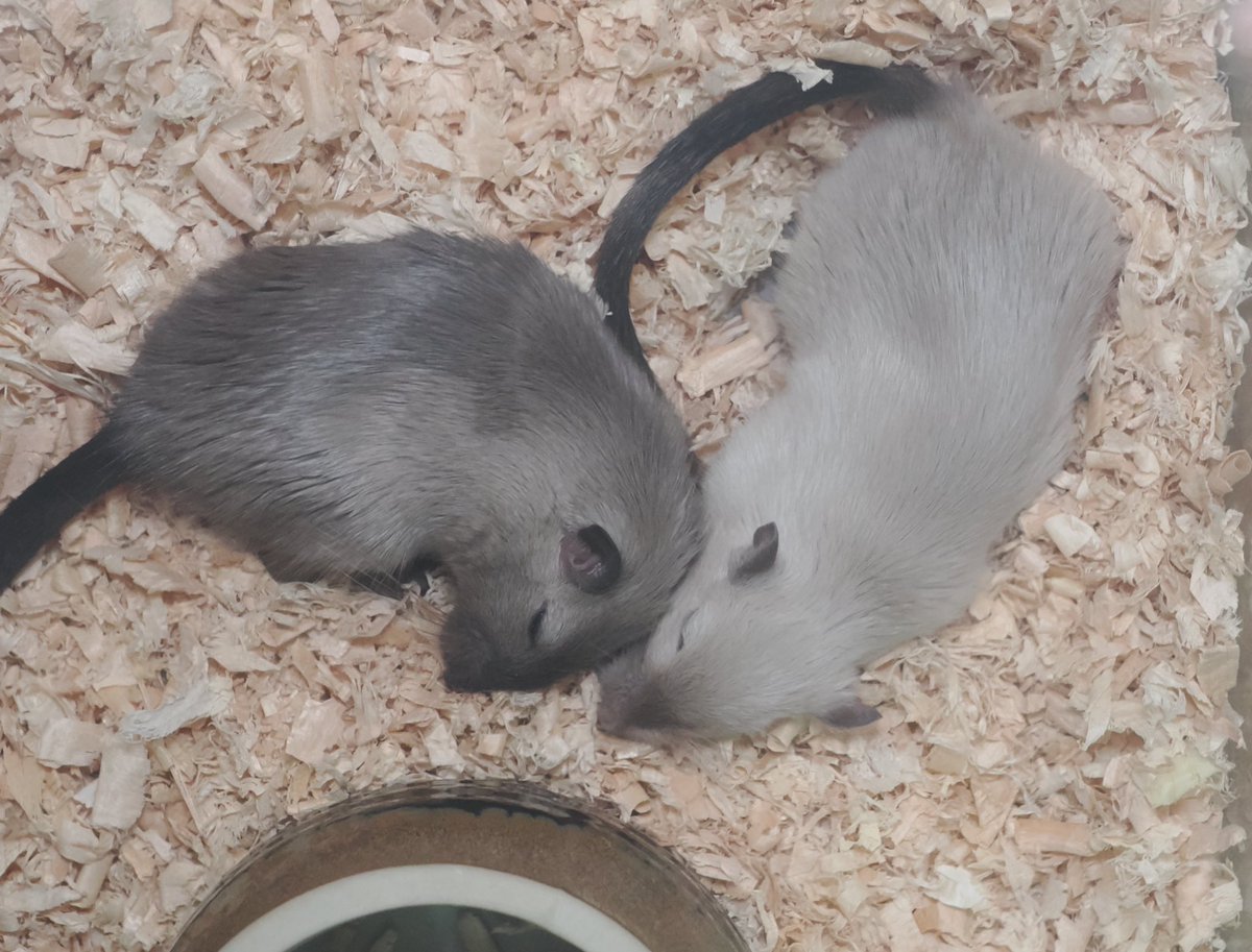 寄り添って寝るスタイル