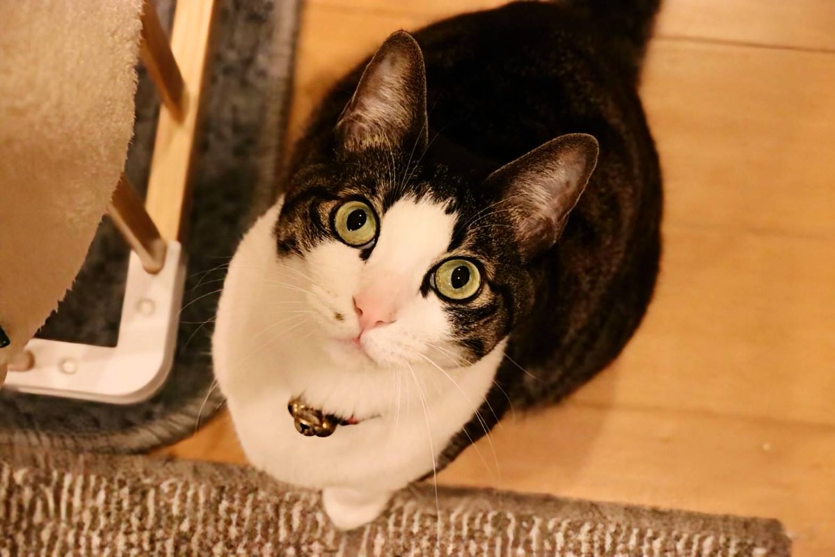 松本ひで吉 tweet media