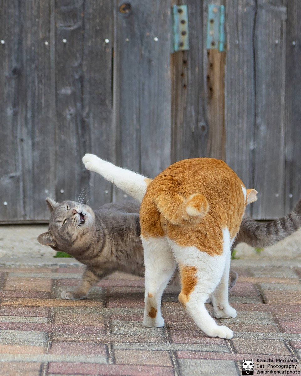 グハッ！にゃんこ裏拳炸裂👊 #猫 #nekoくらぶ #猫パンチ