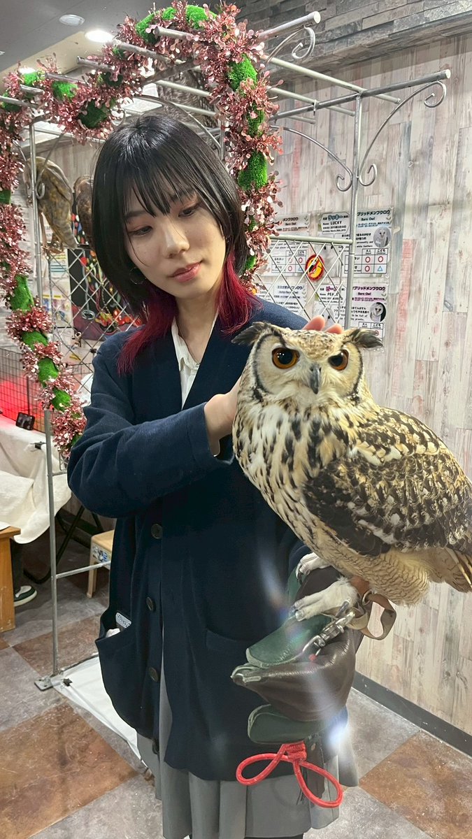 26種類30羽の幸運のフクロウ🦉 ハリネズミ🦔爬虫類イグアナ🦎 ヘビ