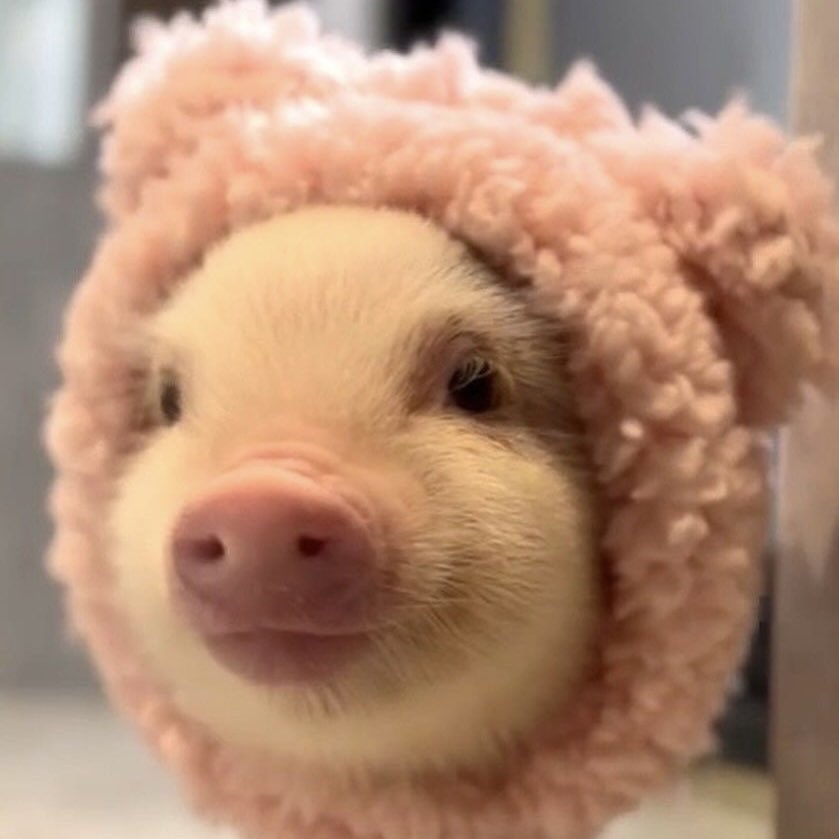 🐶🐷 tweet media