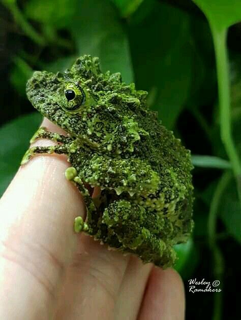 The Frog Pond (@thefrogpond_) on Twitter photo 