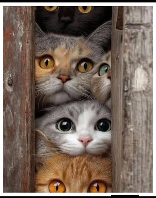 MarcelloCresce2's tweet image. Please say Hi if you're a true cat lover