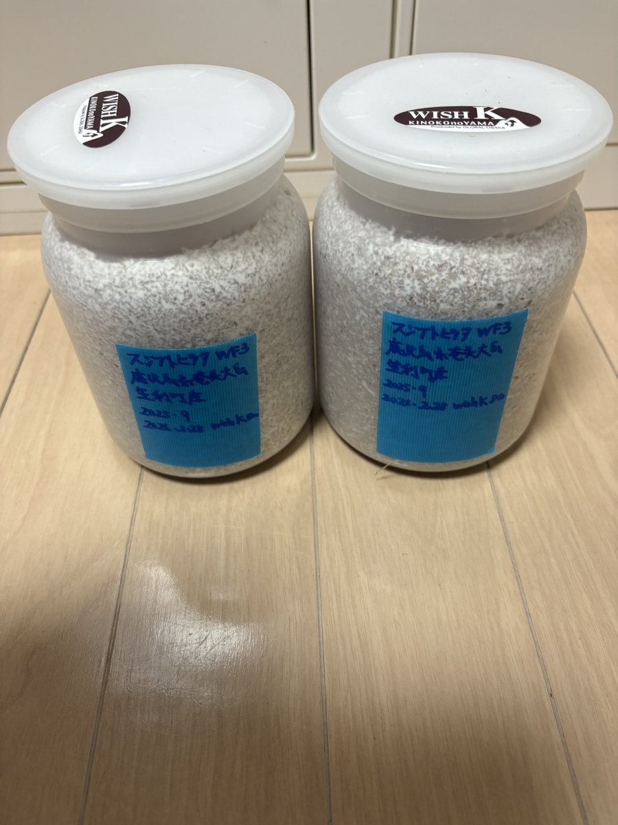 house_kuwagata's tweet photo. KUWATAフェスティバルのくじ引きで、ゲットしたスジブトヒラタの幼虫、菌糸ボトルへ早速投入しました🌱

♂♀ペアだと良いです☀️

#KUWATA #stagbeetle #クワガタ #スジブトヒラタ https://t.co/wNhPFtQ8vi