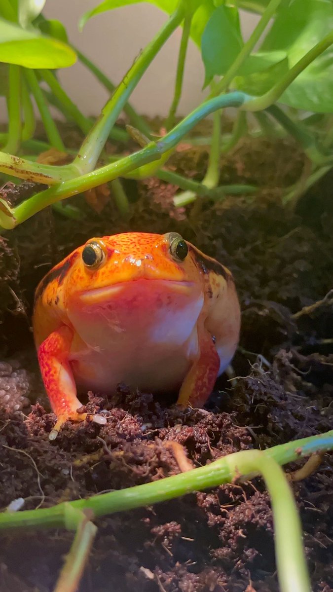 The Frog Pond tweet media