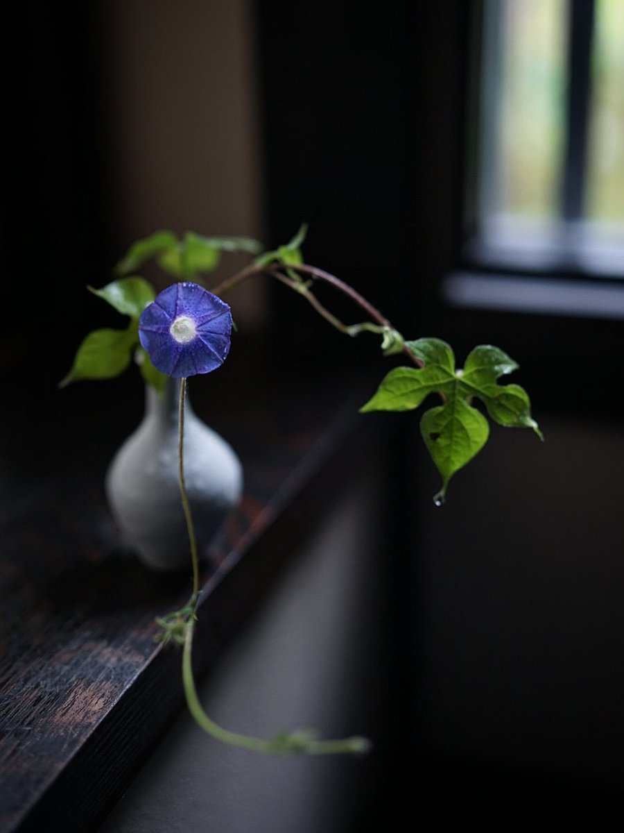 _monica_as's tweet photo. “Were it not for shadows, there would be 
no beauty.” 

~ Junichiro Tanizaki, 𝐼𝑛 𝑃𝑟𝑎𝑖𝑠𝑒 𝑜𝑓 𝑆ℎ𝑎𝑑𝑜𝑤𝑠 
·

© Keiko Tada https://t.co/x3h24Qxpv5